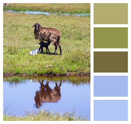 Goat Mother And Son Sheep Image